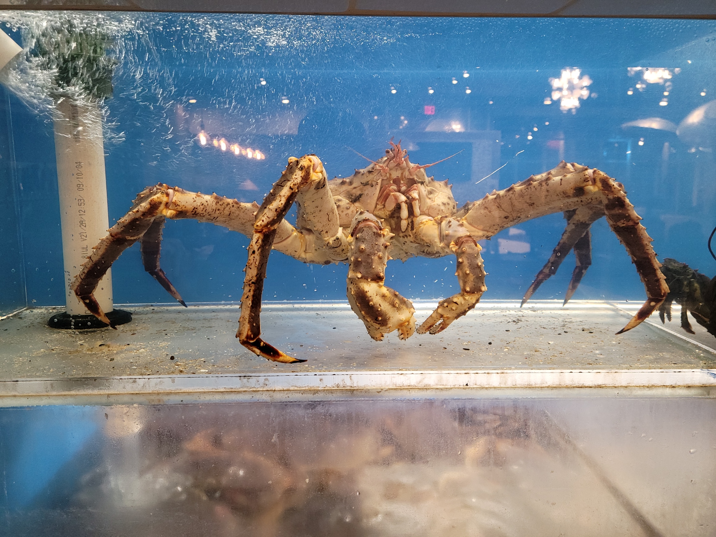 king crab